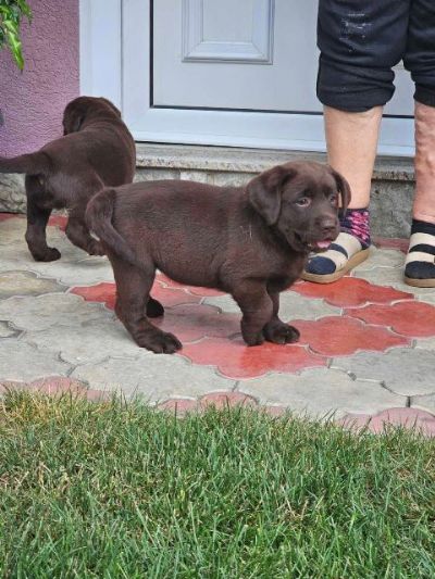 okoladni labradori tenci